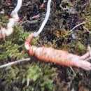 함양흑염소 이미지