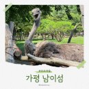 주말 나들이 가평 나미나라공화국 남이섬에서 타조 만난 후기