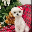 엘레강스펫샵 이미지