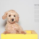 덕수네애견 이미지