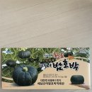 해남군밤호박 | [제철음식] 해남 산이면 밤호박 재재구매후기 / 해남 밤호박 비교?!