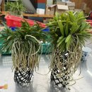 인천원예협동조합 이미지