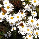 효자도2 이미지