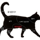 강아지와 고양이 이미지