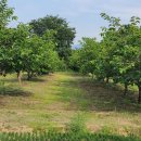 백신농장 이미지