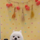 해피독쌤 이미지