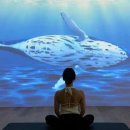 꼬모의 산책 이미지