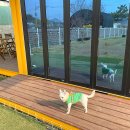 호두네 | 경기도 애견운동장 호두네 아지트 단독대관 후기