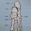 발건강 이미지