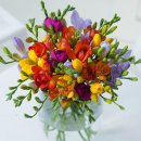 후리지아 이미지