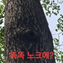 심봤다약초2