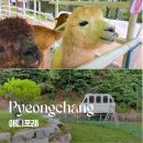 애니케이블 | 평창 용평리조트 애니포레 후기｜알파카 체험·모노레일까지, 아이와 꼭 가볼 만한 곳
