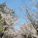 쿠우쿠우 가수원점 | 미술하는 고3 아이를 둔 부부의 주말 일상과 엄마의 마음 / 쿠우쿠우 대전가수원점 내돈내산 후기