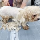 멍뭉펫살롱 이미지