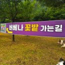 26.07.05 충북 단양 버베나 보라색 꽃밭 강아지동반