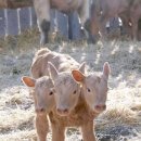 다물이네 이미지