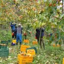 다원농장 이미지