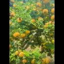 자리(刺梨) 이미지