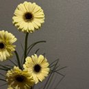 호텔청담옴므 | (w1) 제주웨딩스냅/영상 - 블란도&amp;포레스트랩(옒란도패키지), 서로에게, 더수트옴므, 마크유어캘린더