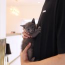 고양이를 사랑하는 남자 이미지