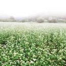 봉평메밀 허생원메밀국수 이미지