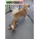 몽이 애견샵 이미지