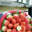 국민농장 이미지