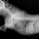 우람동물병원 이미지