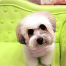 나나 펫 살롱 이미지