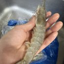 뚱띠 | 통수산생새우 뚱띠새우 내돈내산 찐 후기