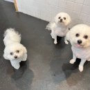 힐링독 반려견센터 이미지