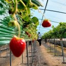 황선구농장 이미지