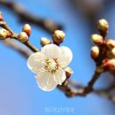 1142 Daum카페