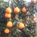 김덕래농장 이미지