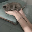 뽀송하냥 | 울산 고양이 미용 뽀송하냥 미용 후기