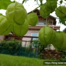 친환경 그린 가드닝 이미지