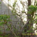 엉게나무 이미지