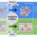 Re: A Reappraisal of Thymosin Alpha1 in Cancer Therapy - 2019 리뷰 이미지