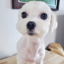 어나더 스위티 이미지