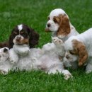 예쁜강아지 이미지