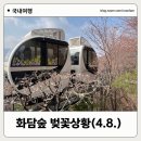 화담숲 벚꽃 실시간 개화상황 벚꽃명소 포토스팟 맛집