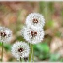 민들레홀씨 이미지