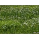 면사무소옆 이미지