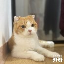 유전병이 진행돼 유기된 고양이 스코티쉬 폴드 볼트 이미지