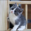 도레미캣 이미지