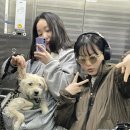 코끼리칼국수 이미지