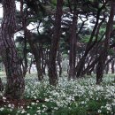 지천솔밭 이미지