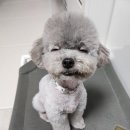 러브시티독 이미지