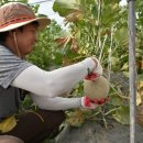 석진농장 이미지