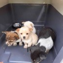 고금면-4 이미지